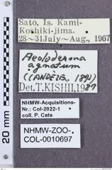 Etikette zu Aeoloderma agnatum (NHMW-ZOO-COL-0010697)